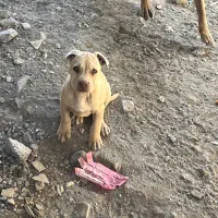 توله پیتبول|سگ|بیرجند, |دیوار