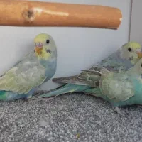 مرغ عشق رینبو رنگین کمانی