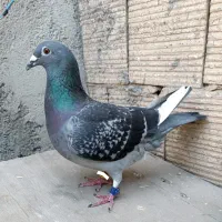 کبوتر ماده مسافتی معاوضه فروش