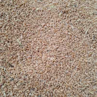 گندم|خدمات باغبانی و درختکاری|دهلران, |دیوار