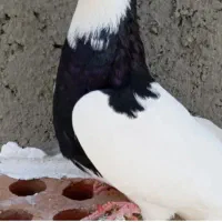 کفتر پیدا شده