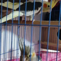 دو عدد طوطی عروس هلندی چهار ماهه|پرنده|آستانه اشرفیه, |دیوار