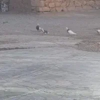 کبوتر|پرنده|خانمیرزا, |دیوار