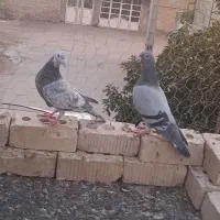 یک جفت پلاکی مسافتی نرماده معاوضه