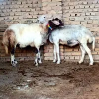 سلام 2عددگوسفند آبستن سنو شده 3ماه