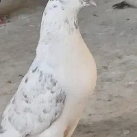 کفتر کاشانی|پرنده|حمیدیا, |دیوار