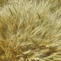 فروش گندم