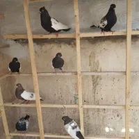 کفتر سینه دم سیاه
