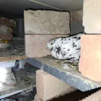 کبوتر|پرنده|احمدآبادمستوفی, |دیوار