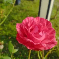 باغچه کاری و باغبانی با بیش از 40سال تجربه|خدمات باغبانی و درختکاری|کرج, عظیمیه|دیوار