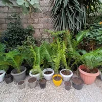گل سیکاس سالم سالم|گل و گیاه طبیعی|رشت, شهرک صبا|دیوار