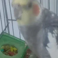 عروس هلندی نر