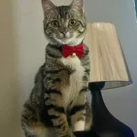 واگذاری گربه