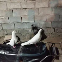 کبوتر پاکستانی ایرانی