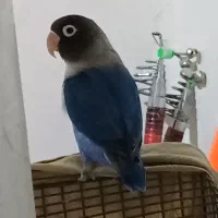 طوطی برزیلی