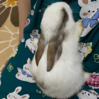 خرگوش|موش و خرگوش|کلاچای, |دیوار