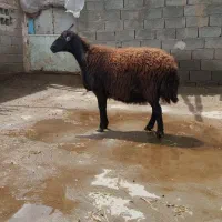 فروش گوسفند قصر