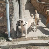 طوله  8 ماهه سرابی