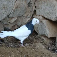 دوعدد کفتر خوشگل سالم و سرحال|پرنده|سبزوار, باهنر|دیوار