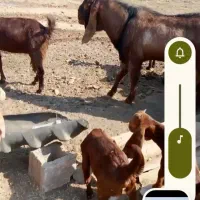 نربز دوزیده شده|حیوانات|دزفول, |دیوار