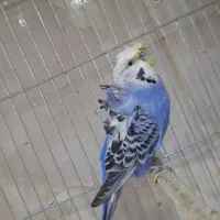 مرغ عشق فنچ|پرنده|ساوه, |دیوار