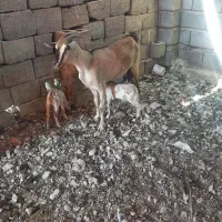 بز دوقلو|حیوانات مزرعه|بندرعباس, |دیوار