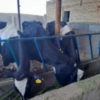 با سلام ۷ راس گاو شیری بفروش میرسد|حیوانات مزرعه|سبزوار, قصبه غربی|دیوار