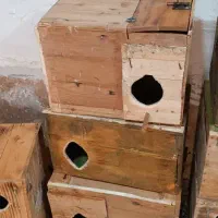 تعدادی لانه . لونه پرنده طوطی|لوازم جانبی حیوانات|آبادان, |دیوار