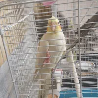 پرنده