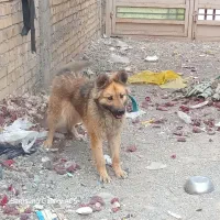 یک عدد سگ ژرمن نگهبان قیمت توافقی