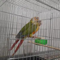 جوجه گرینچیک