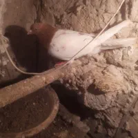 کبوتر|پرنده|تبریز, |دیوار