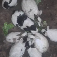 خرگوس فروشی ۲۰۰تومن