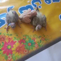 جوجه عروس هلندی
