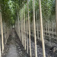 بهترین فرصت خرید نهال صنوبر|خدمات باغبانی و درختکاری|کامیاران, |دیوار