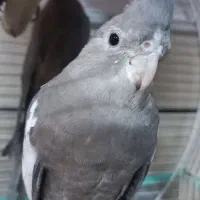 مرغ عروس|پرنده|کاشان, باغ ماجد|دیوار