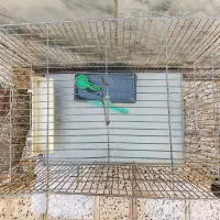 قفسه پرنده|لوازم جانبی حیوانات|مشهد, شهید بهشتی|دیوار