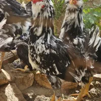 مرغ  گلین درجه  ۱ خال سوزنی  چهل تاج ریش