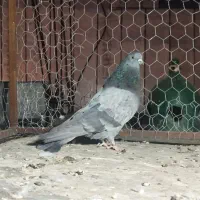 جوجه گلبسر معاوضه با هر پرنده ای|پرنده|شیراز, گویم|دیوار