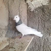 دو جفت طوقی