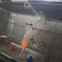 عروس هلندی البینو|پرنده|پاکدشت, پاکدشت (مامازند)|دیوار