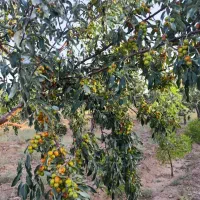 باغ معصوم اباد با درختان بارده