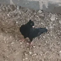 جوجه صرب