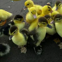 فروش جوجه ا دک خارجی