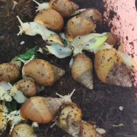 حلزون آلبینو آچاتینای|خزنده|محمدشهر, شهرک چمران|دیوار