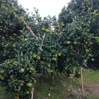 نارنگی ژاپنی
