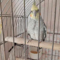 عروس هلندی نر ۷ ماهه|پرنده|زنجان, |دیوار