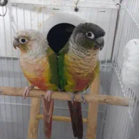 یک جفت گرینچیک نروماده