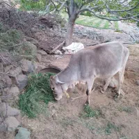 گستر دورگه جنس ناب|حیوانات مزرعه|جبالبارز, |دیوار