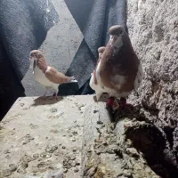 2جفت شهری چپویال بی نقص